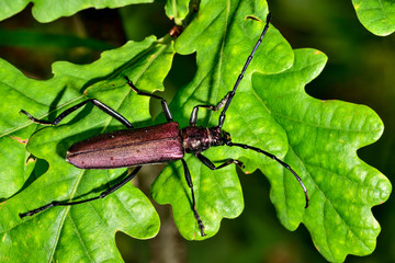 Musk beetle
