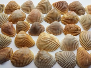 Florida seashells background, closeup
