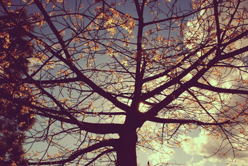 Otoño a contraluz