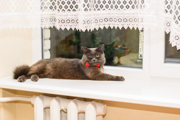 A cat with a red bandage on the neck lies on the window sill