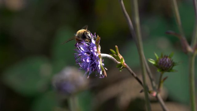 Close up of Bee on flower - (4K)