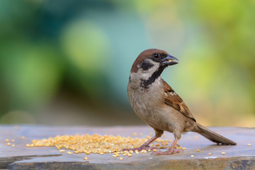 Eurasian Tree Sparrow or   Passer montanus, beautiful bird eating on brown stone with colorful background, Thailand.