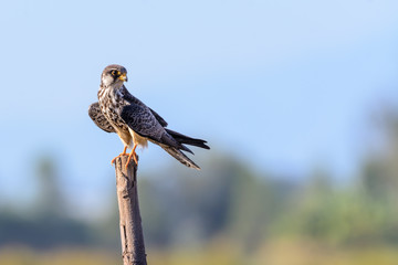 Amur Falcon or Falco amurensis, beautiful bird perching on Stump in meadow.