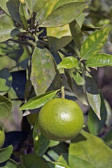 Orange tree with still green fruits
