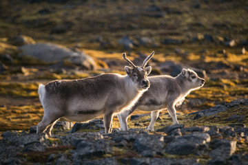 Rodzina © blackspeed