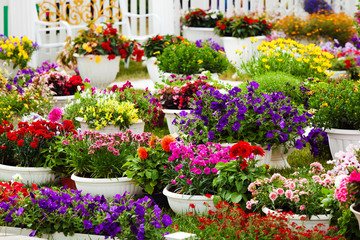 Different kinds of garden flowers in pots. Landscape design flowers. Colorful petunias in potflowers
