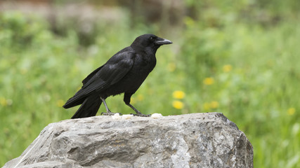 Crow perched on a large rock
