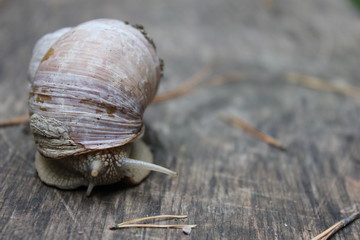 Prachtvolle Weinbergschnecke
