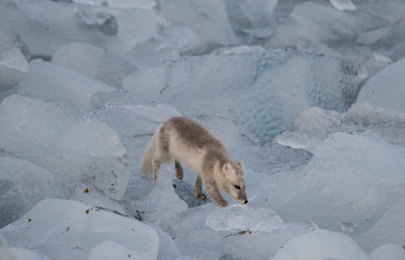 Lis polarny w czasie poszukiwania pożywienia