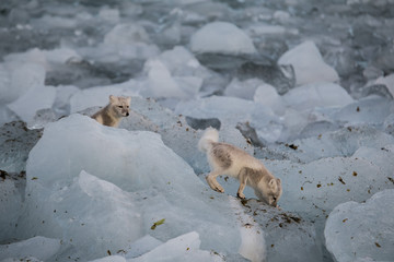 Lisy polarne © blackspeed