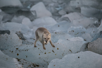 Lis polarny © blackspeed