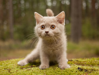 Naklejka na ściany i meble British short hair kitten in the forest.