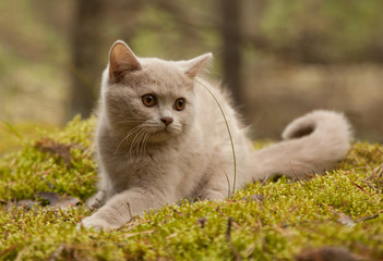 Naklejka na ściany i meble British short hair kitten in the forest.