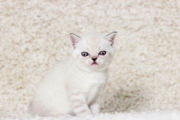 small British kitten on a fluffy carpet