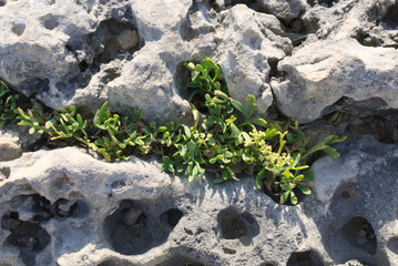 Obraz premium nature