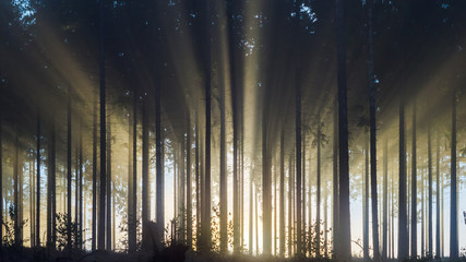 Misty spruce forest in the morning
Misty morning with strong sun beams in a spruce forest in Germany near Bad Berleburg, Rothaargebirge. High contrast and backlit scene.
 - obrazy, fototapety, plakaty