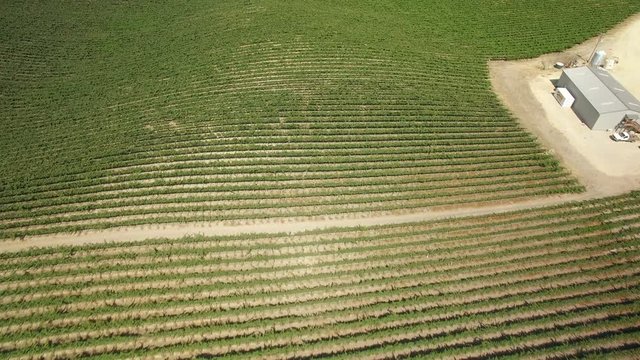 Vineyard in Paso Robles Aerial Shot of California Wine Country