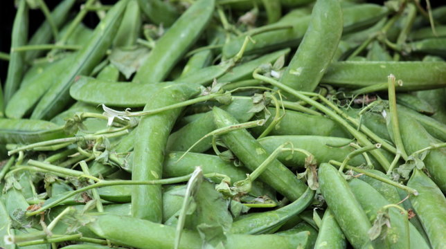 Bacello Bilder Durchsuchen 250 Archivfotos, und Videos