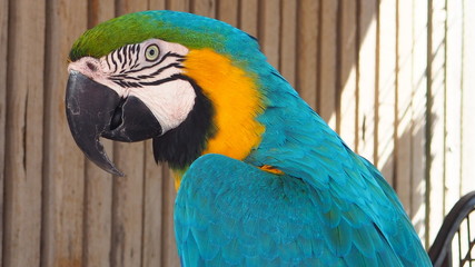 arara