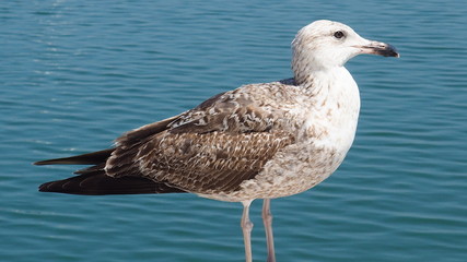 gaivota