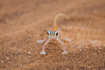 Wüstengecko; Palmatogecko rangei; Swakopmund; Namibia