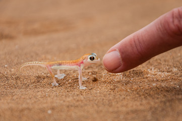 Wüstengecko; Palmatogecko rangei; Swakopmund; Namibia