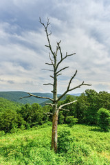 Shenandoah National Park - Virginia