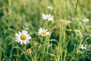 Daisy Flowers on Lawn.