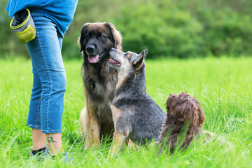 three dogs waiting in front of a woman