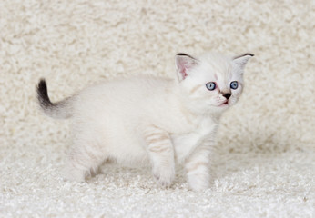 small beige British kitten stands sideways