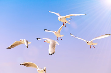 flying sea white gulls in the sky