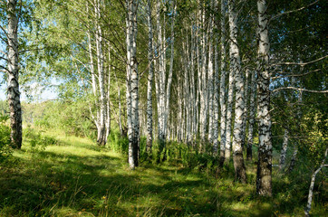 Beautiful summer scene with birch grove