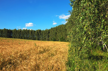 Sunny summer landscape with agricultural field of ripe wheat
