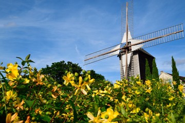 Moulin de Sannois durant l'été avec des fleurs jaunes