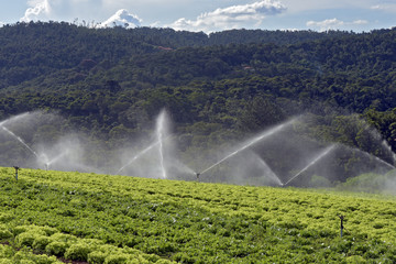 Irrigation in lettuce plantation