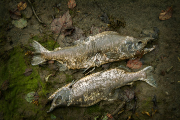 Dead Alaskan Salmon. After spawning salmon die out and float downstream and collect along the edges of a river or in low tidal areas.