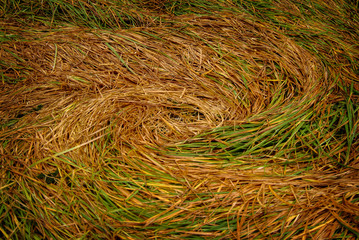 Eelgrass at Low Tide Makes a Swirling Pattern. After the tide has gone out the swirling tide makes an interesting texture and pattern in the flattened eelgrass.