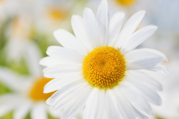 Obraz premium Chamomile among flowers