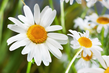 Fototapeta premium Chamomile among flowers
