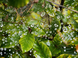 Swiecące krople porannej rosy jak brylanty zawieszone na pajęczynie © JDziedzic