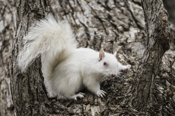 White Squirrel