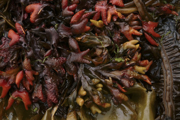 Multicolored seaweed on an Alaskan beach at low tide. Bright reds and yellows make for a colorful background found on an uninhabited island in southeast Alaska.