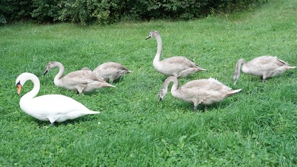 Schwanenfamilie mit fünf halbwüchsigen Jungtieren