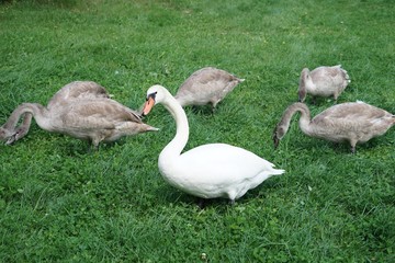 Schwanenfamilie mit fünf halbwüchsigen Jungtieren