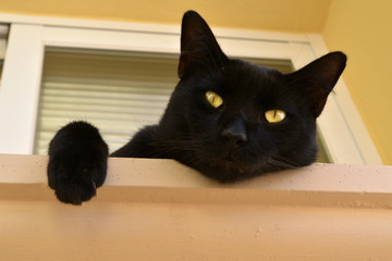 Black cat with golden eyes on a window