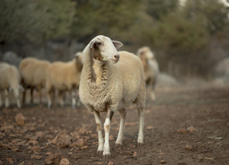 Sheep , Ewe in Olive Grove