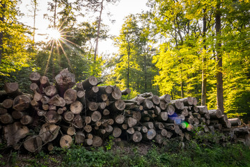 Brennholz © focus finder