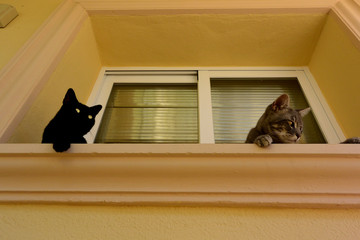 Two cats gray and black on a window