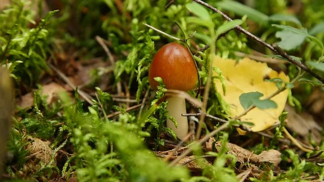 mushroom in autumn forest among moss and trees , close up