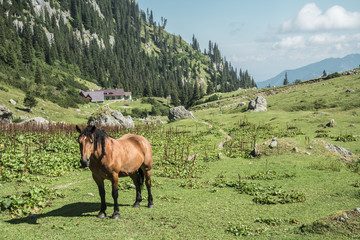 Pferd mit H&uuml;tte im Hintegrund